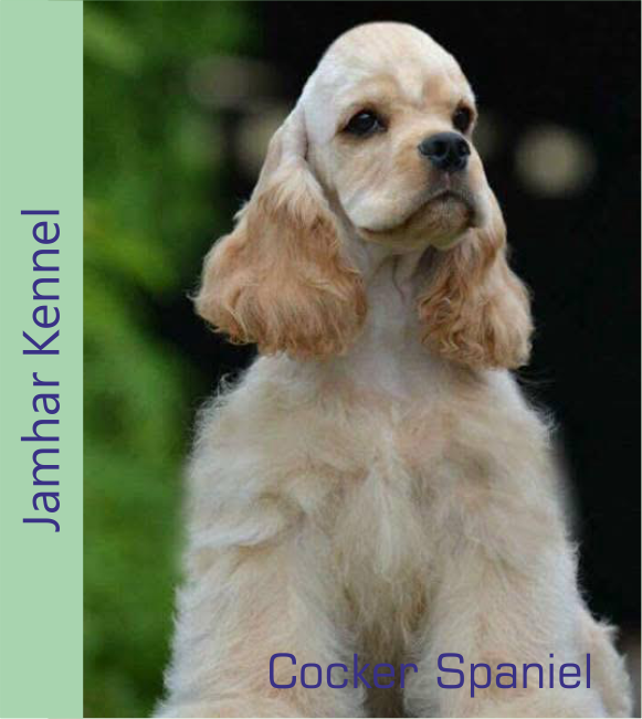 Cocker Spaniel